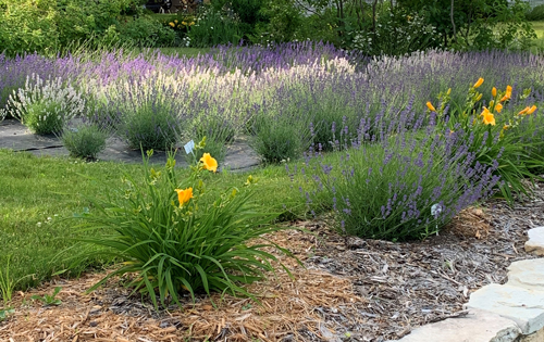 Door County Lavender Field